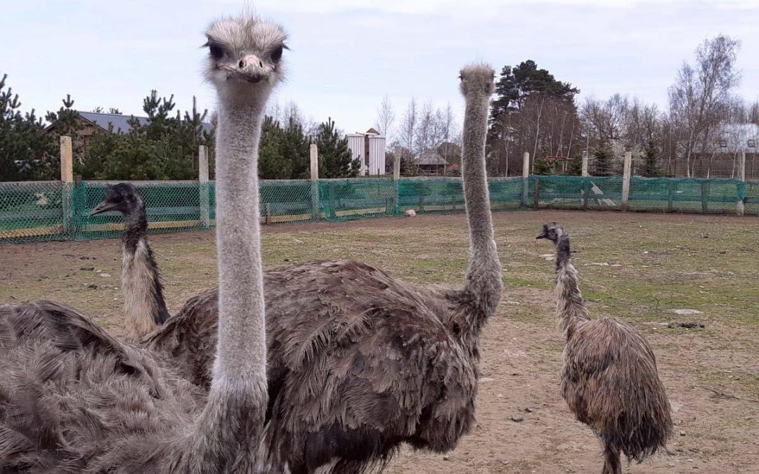 Visit the Mini Zoo “Atomi”