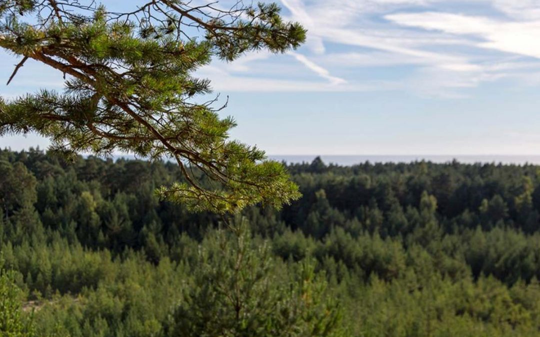 The Pūsēni Hill